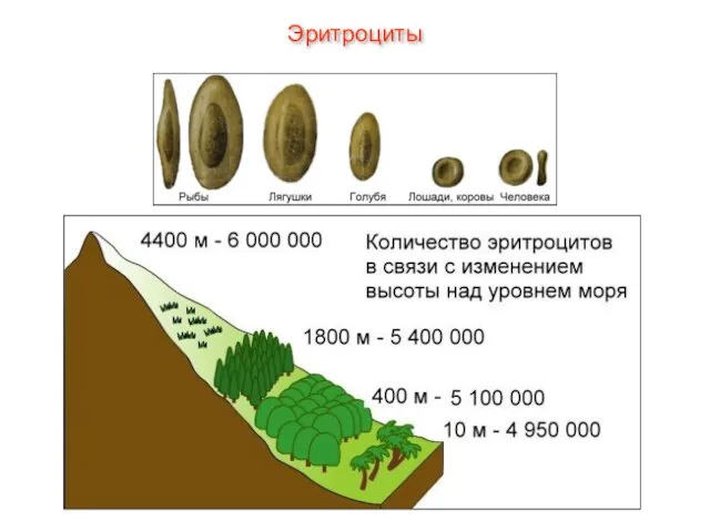 Эритроциты