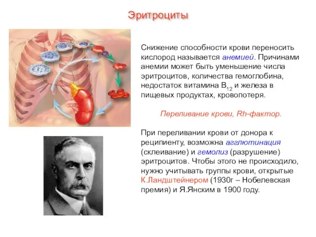 Снижение способности крови переносить кислород называется анемией. Причинами анемии может быть уменьшение