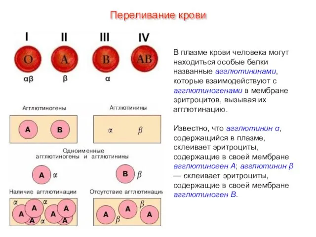 В плазме крови человека могут находиться особые белки названные агглютининами, которые взаимодействуют