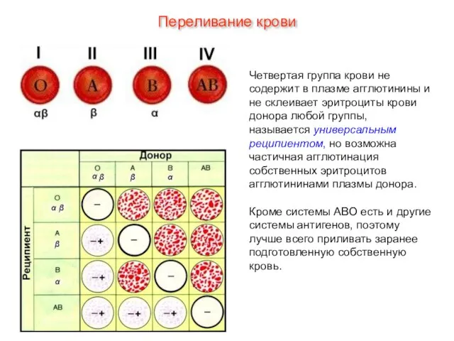 Четвертая группа крови не содержит в плазме агглютинины и не склеивает эритроциты