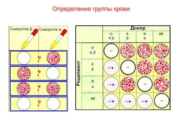 Определение группы крови