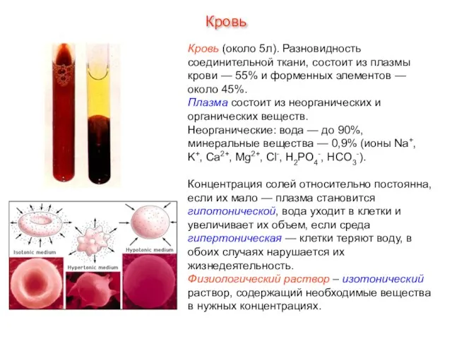 Кровь Кровь (около 5л). Разновидность соединительной ткани, состоит из плазмы крови —