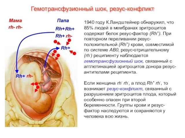 Гемотрансфузионный шок, резус-конфликт 1940 году К.Ландштейнер обнаружил, что 85% людей в мембранах