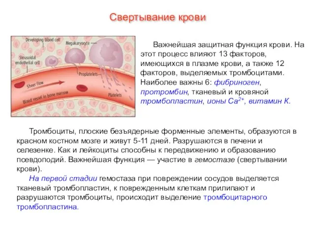 Свертывание крови Важнейшая защитная функция крови. На этот процесс влияют 13 факторов,