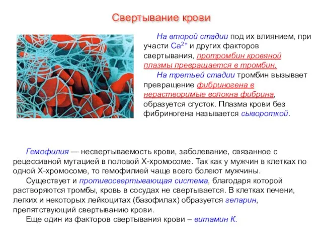 На второй стадии под их влиянием, при участи Са2+ и других факторов