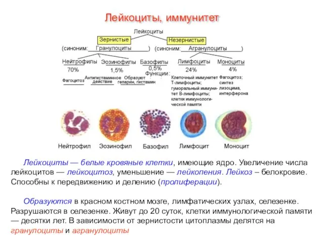 Лейкоциты, иммунитет Лейкоциты — белые кровяные клетки, имеющие ядро. Увеличение числа лейкоцитов