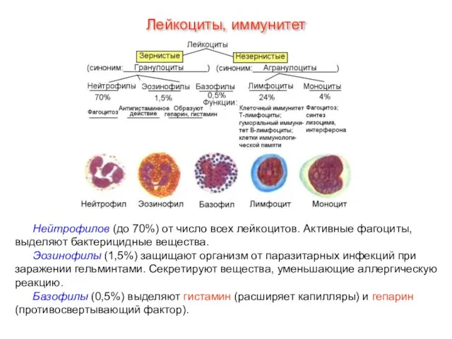 Нейтрофилов (до 70%) от число всех лейкоцитов. Активные фагоциты, выделяют бактерицидные вещества.