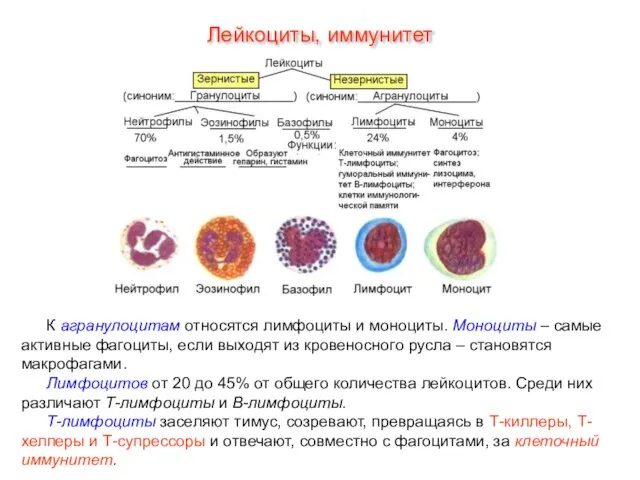 К агранулоцитам относятся лимфоциты и моноциты. Моноциты – самые активные фагоциты, если