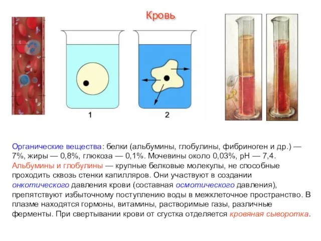 Органические вещества: белки (альбумины, глобулины, фибриноген и др.) — 7%, жиры —