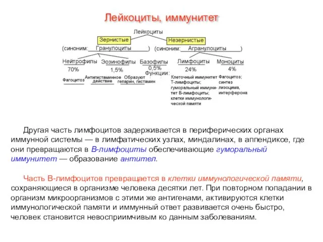 Другая часть лимфоцитов задерживается в периферических органах иммунной системы — в лимфатических