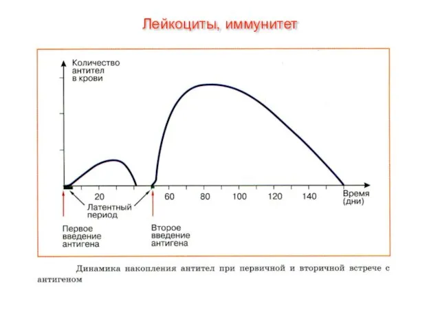 Лейкоциты, иммунитет