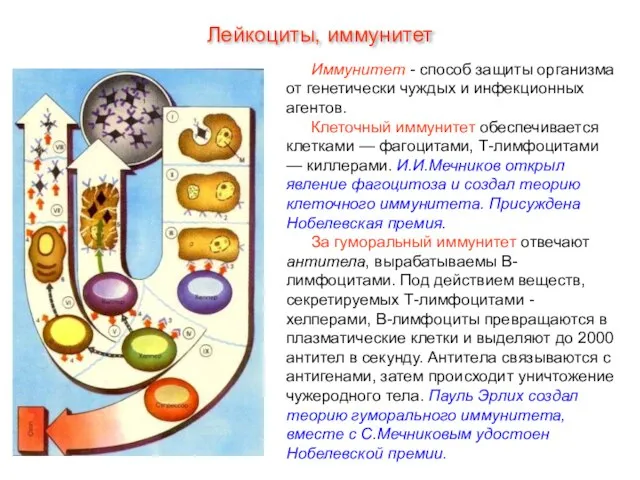 Иммунитет - способ защиты организма от генетически чуждых и инфекционных агентов. Клеточный