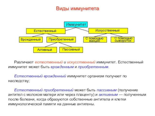 Виды иммунитета Различают естественный и искусственный иммунитет. Естественный иммунитет может быть врожденным