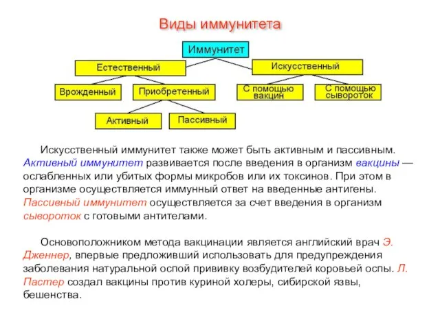 Искусственный иммунитет также может быть активным и пассивным. Активный иммунитет развивается после