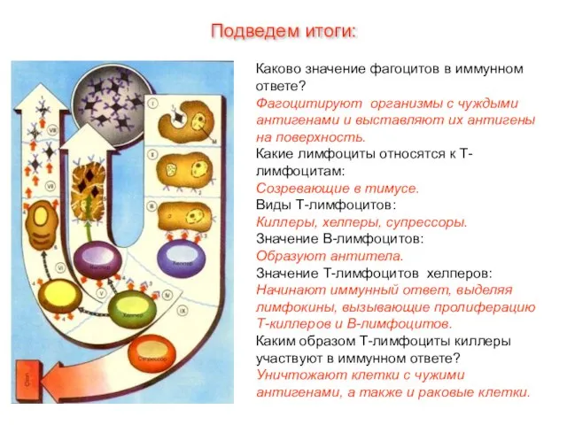 Каково значение фагоцитов в иммунном ответе? Фагоцитируют организмы с чуждыми антигенами и