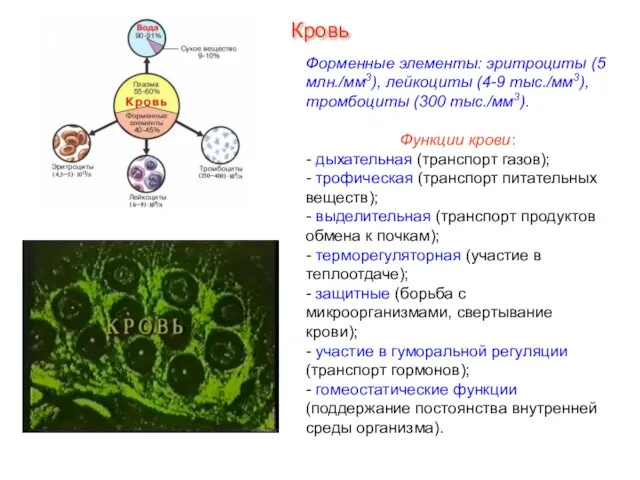 Форменные элементы: эритроциты (5 млн./мм3), лейкоциты (4-9 тыс./мм3), тромбоциты (300 тыс./мм3). Функции