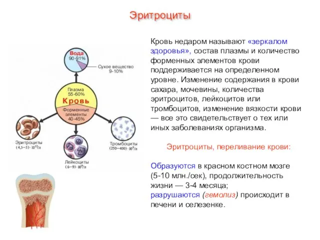 Эритроциты Кровь недаром называют «зеркалом здоровья», состав плазмы и количество форменных элементов