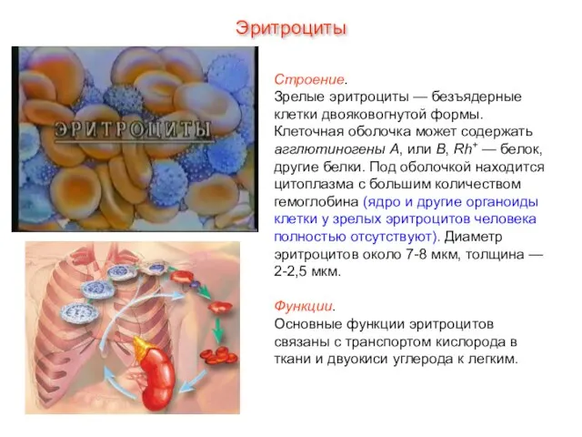 Строение. Зрелые эритроциты — безъядерные клетки двояковогнутой формы. Клеточная оболочка может содержать