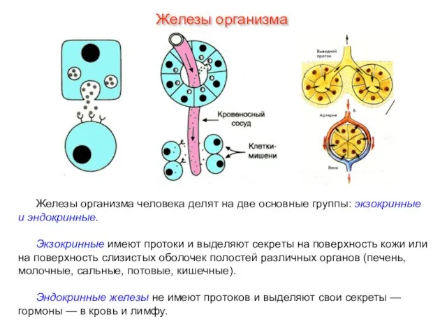 Железы организма человека делят на две основные группы: экзокринные и эндокринные. Экзокринные