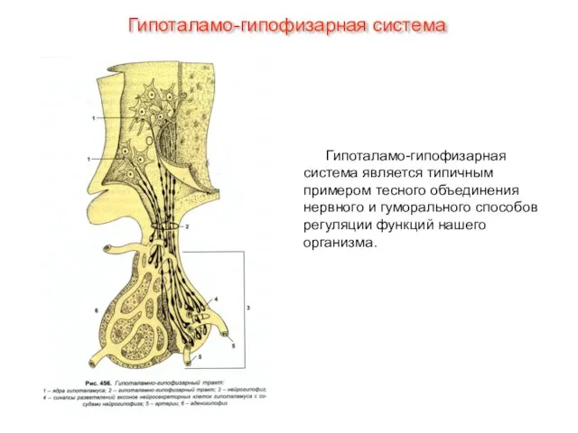 Гипоталамо-гипофизарная система является типичным примером тесного объединения нервного и гуморального способов регуляции