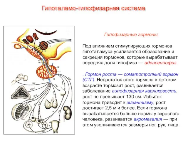 Гипофизарные гормоны. Под влиянием стимулирующих гормонов гипоталамуса усиливается образование и секреция гормонов,