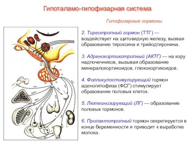 Гипофизарные гормоны. 2. Тиреотропный гормон (ТТГ) — воздействует на щитовидную железу, вызвая