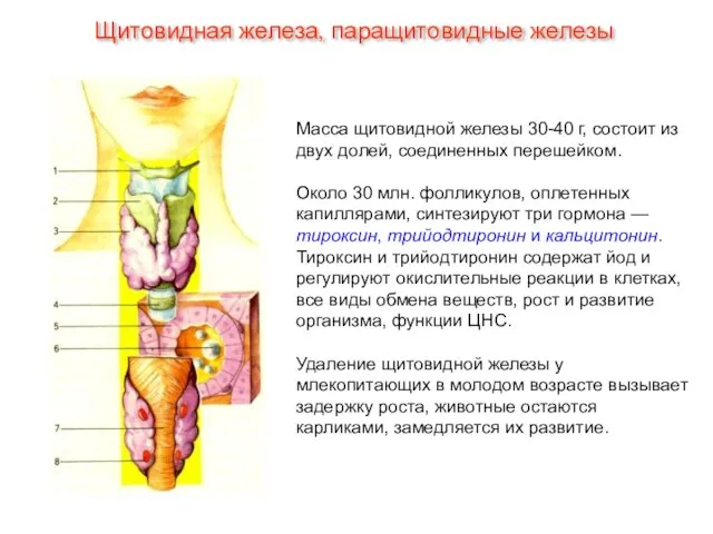 Масса щитовидной железы 30-40 г, состоит из двух долей, соединенных перешейком. Около