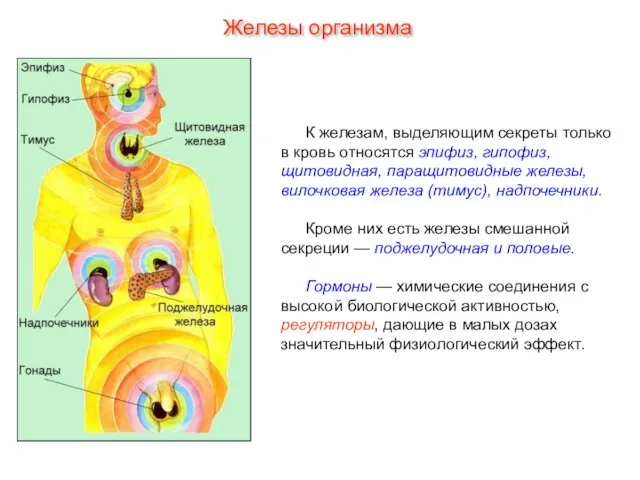 К железам, выделяющим секреты только в кровь относятся эпифиз, гипофиз, щитовидная, паращитовидные