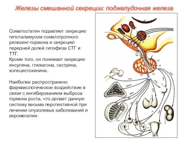 Соматостатин подавляет секрецию гипоталамусом соматотропного рилизинг-гормона и секрецию передней долей гипофиза СТГ