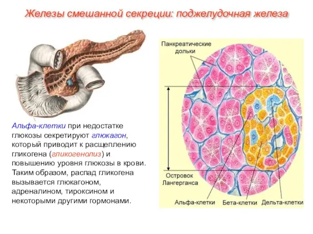 Альфа-клетки при недостатке глюкозы секретируют глюкагон, который приводит к расщеплению гликогена (гликогенолиз)