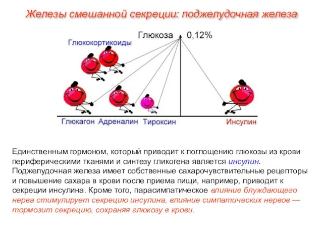 Единственным гормоном, который приводит к поглощению глюкозы из крови периферическими тканями и