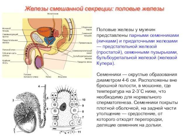 Железы смешанной секреции: половые железы Половые железы у мужчин представлены парными семенниками