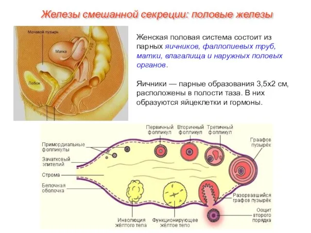 Женская половая система состоит из парных яичников, фаллопиевых труб, матки, влагалища и