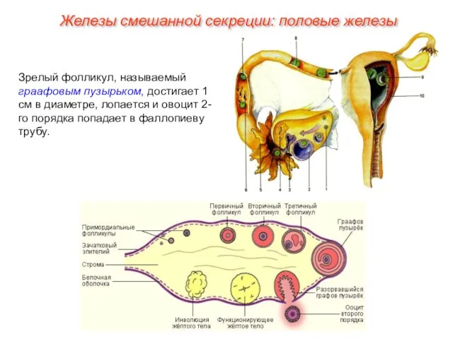 Зрелый фолликул, называемый граафовым пузырьком, достигает 1 см в диаметре, лопается и