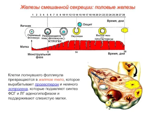 Клетки лопнувшего фолликула превращаются в желтое тело, которое вырабатывает прогестерон и немного