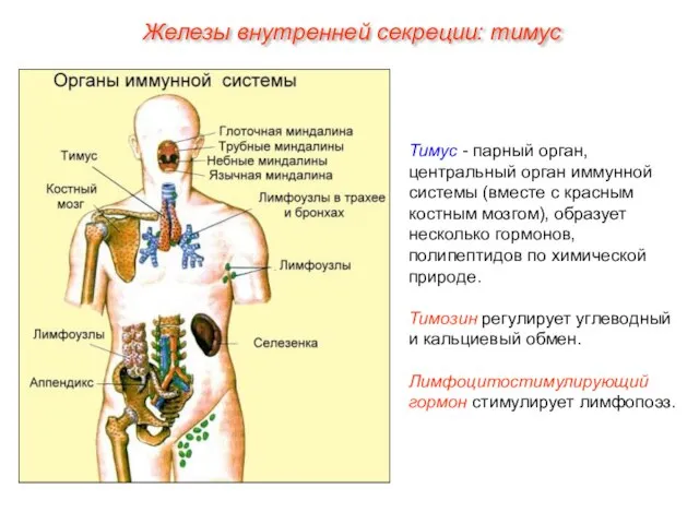 Тимус - парный орган, центральный орган иммунной системы (вместе с красным костным