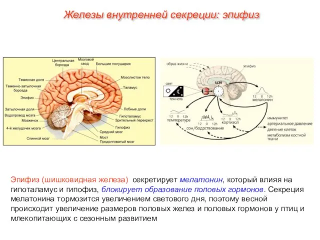 Железы внутренней секреции: эпифиз Эпифиз (шишковидная железа) секретирует мелатонин, который влияя на