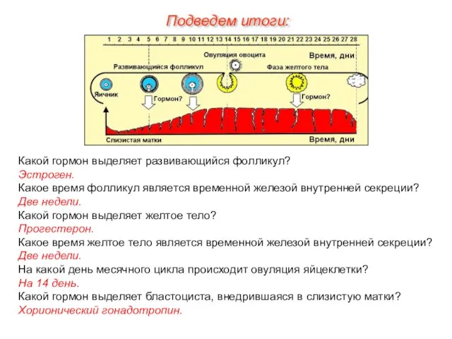 Подведем итоги: Какой гормон выделяет развивающийся фолликул? Эстроген. Какое время фолликул является