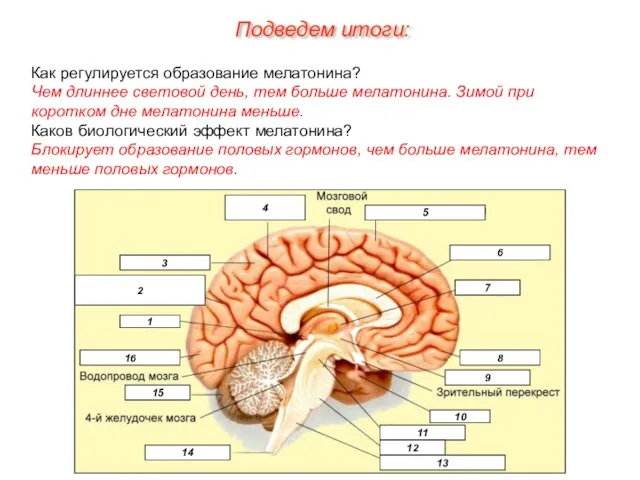 Подведем итоги: Как регулируется образование мелатонина? Чем длиннее световой день, тем больше