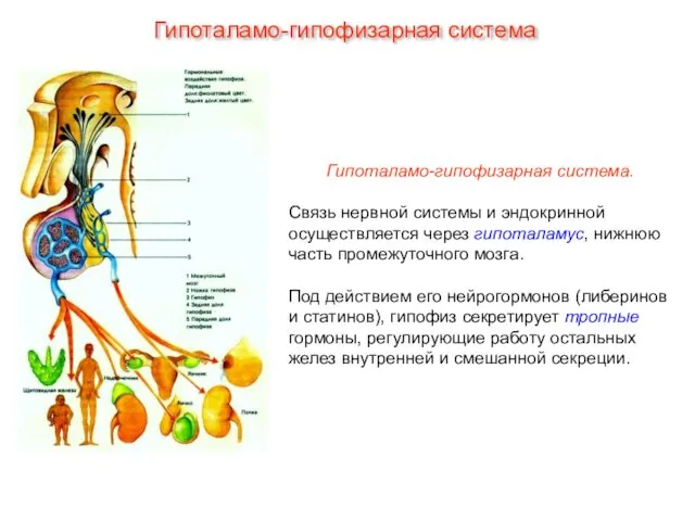 Гипоталамо-гипофизарная система. Связь нервной системы и эндокринной осуществляется через гипоталамус, нижнюю часть