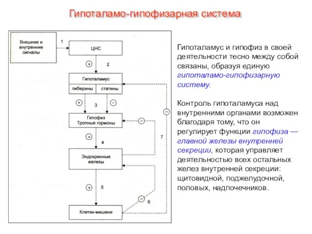 Гипоталамус и гипофиз в своей деятельности тесно между собой связаны, образуя единую