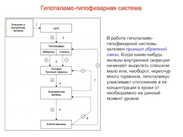 В работе гипоталамо-гипофизарной системы заложен принцип обратной связи. Когда какие-нибудь железы внутренней