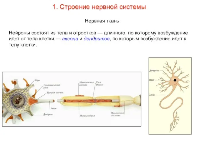 Нервная ткань: Нейроны состоят из тела и отростков — длинного, по которому