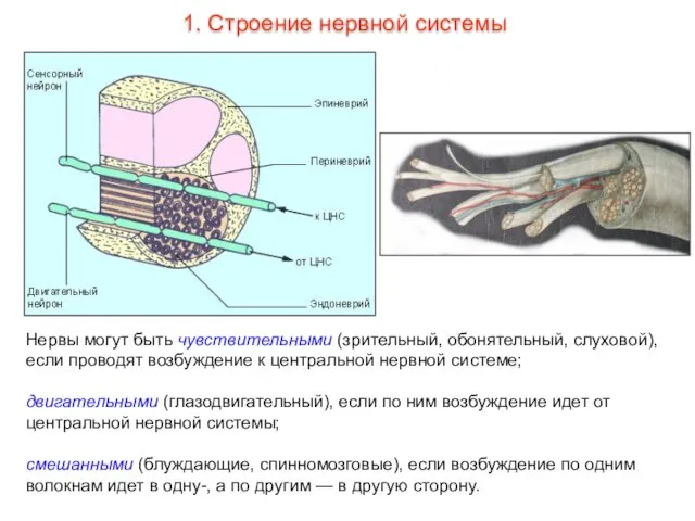 Нервы могут быть чувствительными (зрительный, обонятельный, слуховой), если проводят возбуждение к центральной