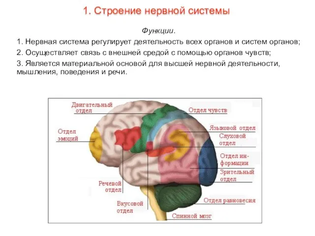 Функции. 1. Нервная система регулирует деятельность всех органов и систем органов; 2.