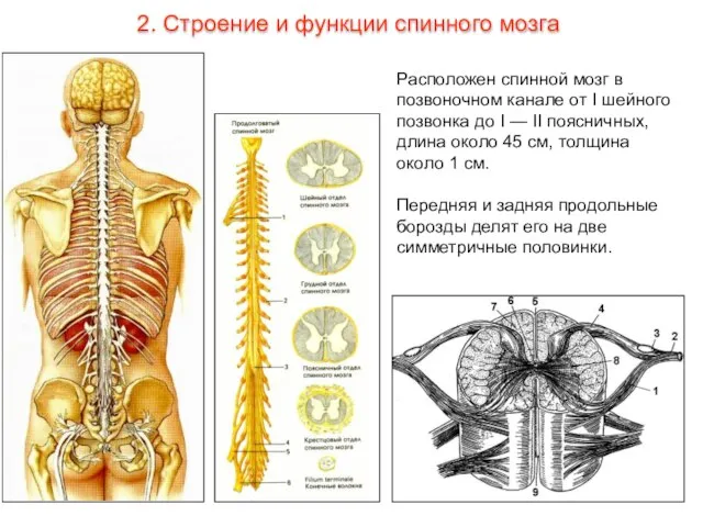 Расположен спинной мозг в позвоночном канале от I шейного позвонка до I