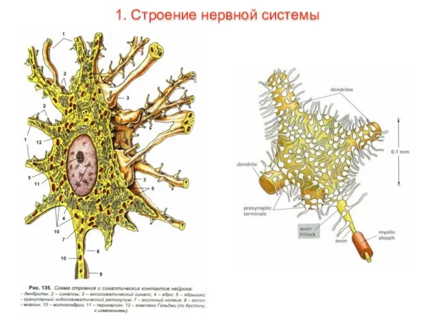 1. Строение нервной системы