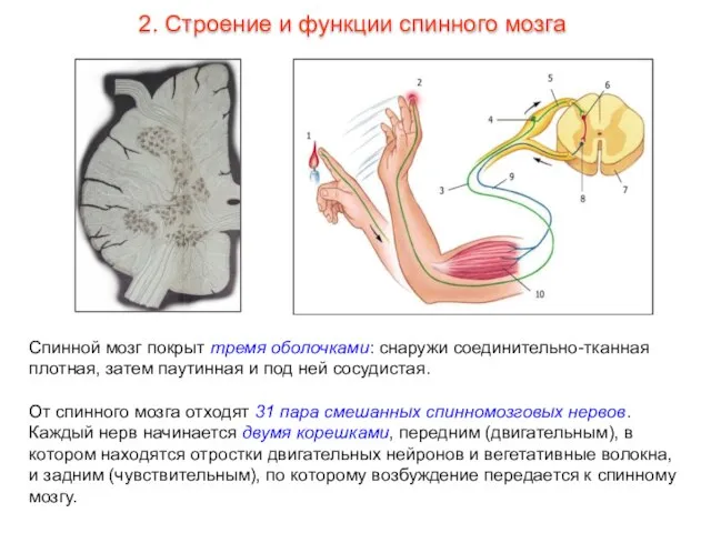 Спинной мозг покрыт тремя оболочками: снаружи соединительно-тканная плотная, затем паутинная и под