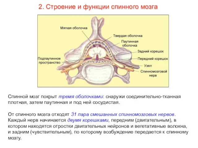 Спинной мозг покрыт тремя оболочками: снаружи соединительно-тканная плотная, затем паутинная и под