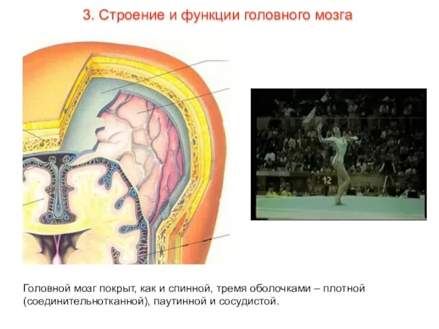 Головной мозг покрыт, как и спинной, тремя оболочками – плотной (соединительнотканной), паутинной